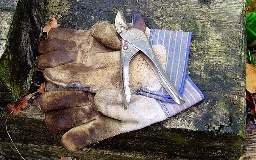 When To Prune Fruit Trees Pip Magazine Sustainability & Permaculture