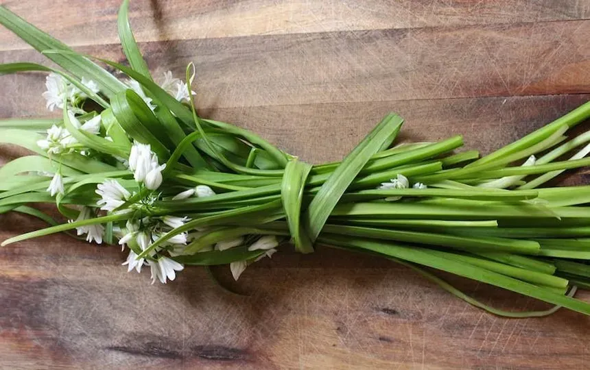 Fermented Onion Weed Recipe Pip Magazine Sustainability and