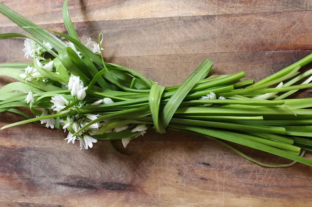 Spring Weed Foraging Guide Pip Magazine