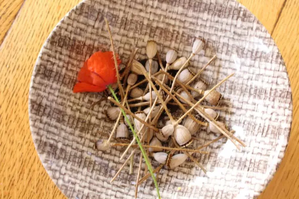 Flower Seed Saving Poppy, Calendula & Cornflower Pip Magazine