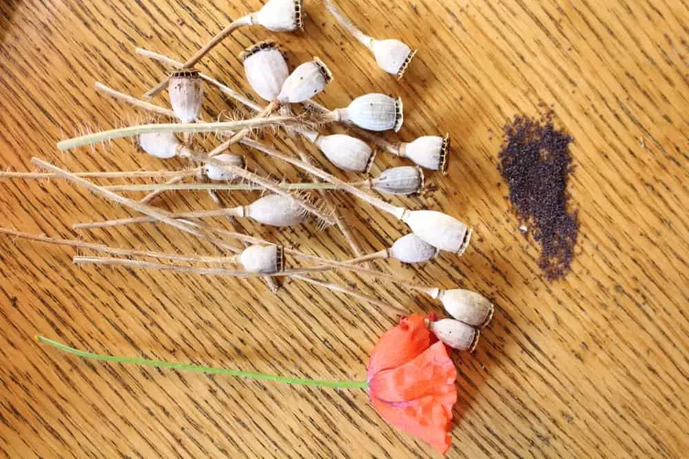 Flower Seed Saving Poppy, Calendula & Cornflower Pip Magazine