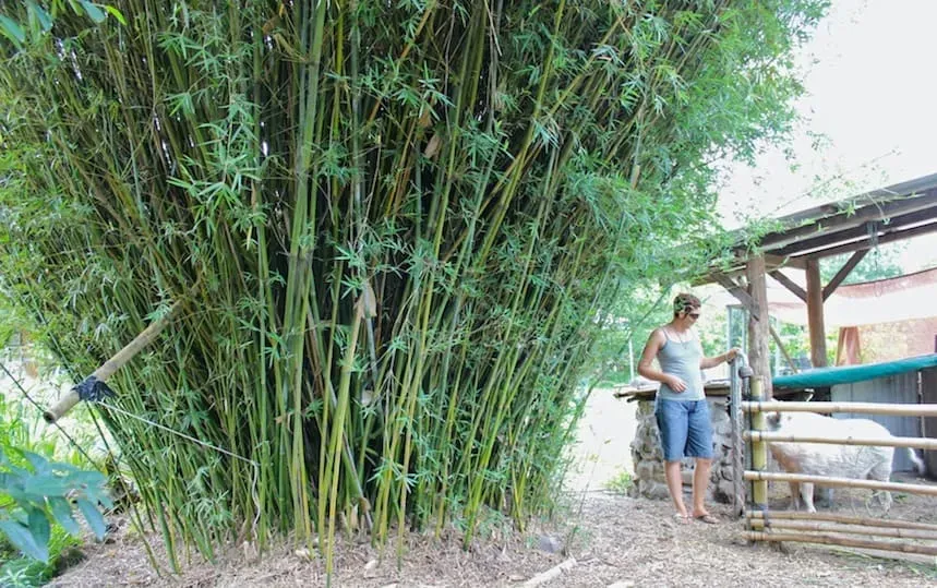 How to Plant and Grow Bamboo Pip Magazine Sustainability and