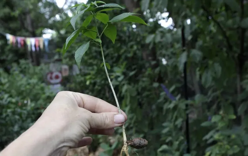 Growing Fruit Trees from Seed Pip Permaculture Magazine