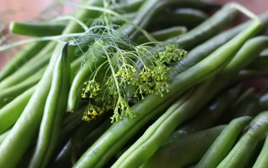 Dilly Beans Recipe Pip Magazine Sustainability and Permaculture