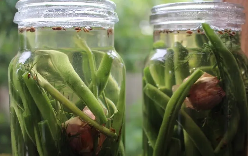 Dilly Beans Recipe Pip Magazine Sustainability and Permaculture