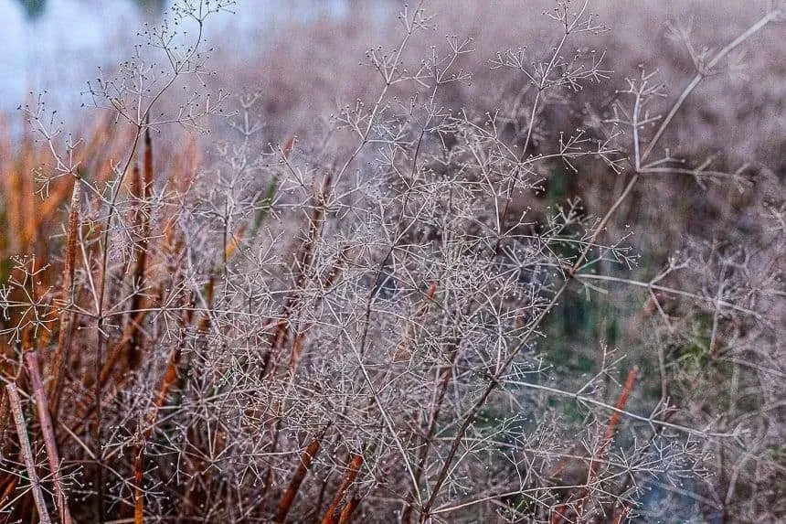 How To Build A Wetland Pip Magazine Sustainability and Permaculture