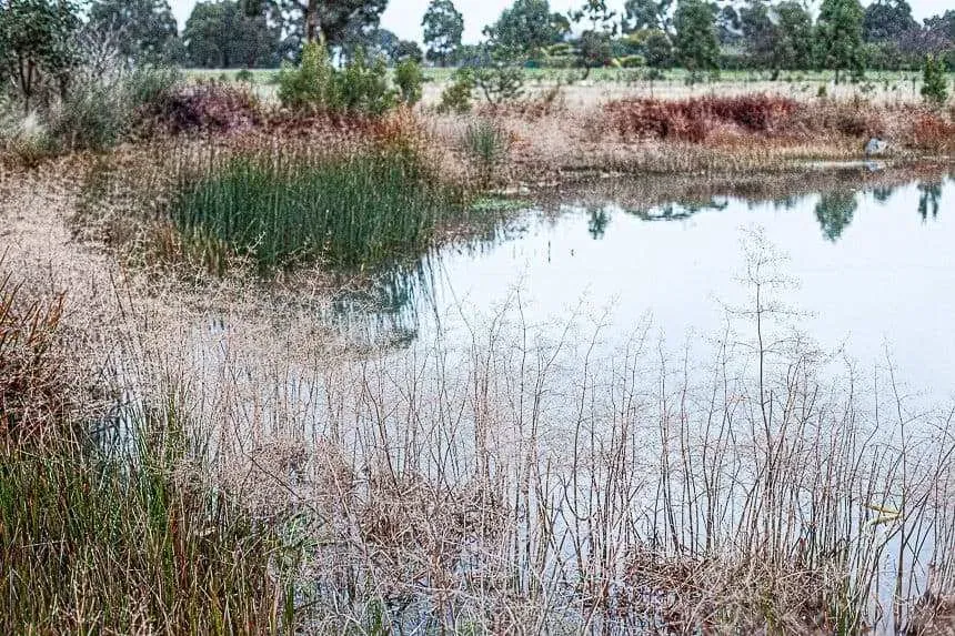 How To Build A Wetland Pip Magazine Sustainability and Permaculture