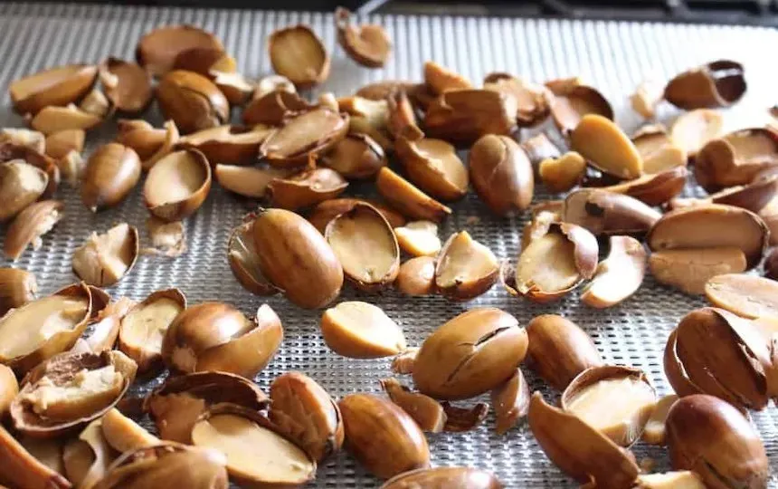 acorns