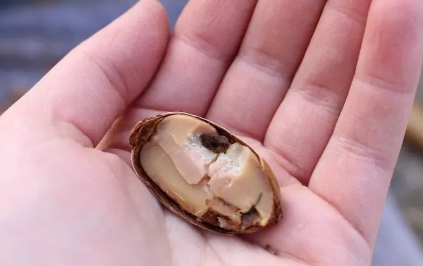 acorns
