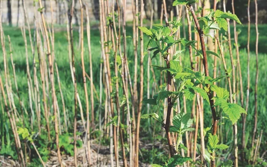 growing strawberries