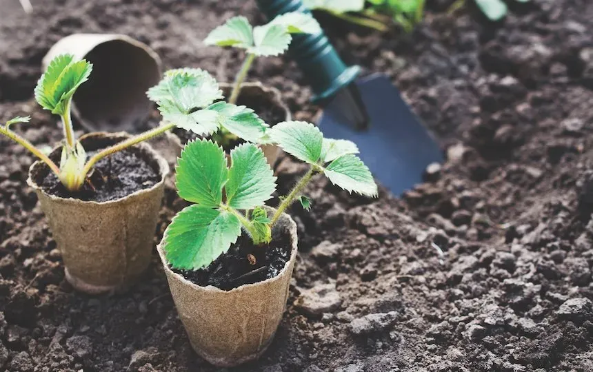 How To Plant A Berry Patch