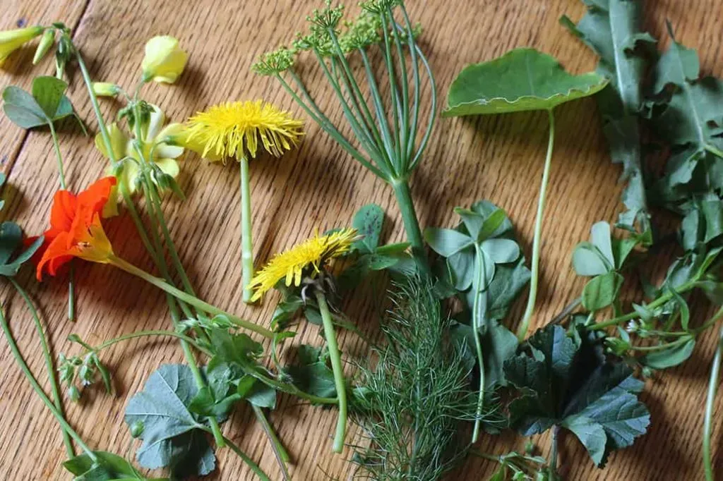 Spring Weed Foraging Guide Pip Magazine