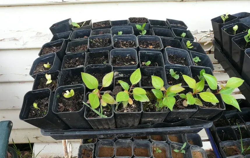 Growing Fruit Trees from Seed Pip Permaculture Magazine