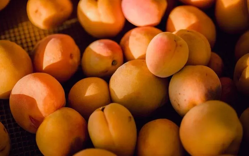 Apricot and Peach Fruit Wine Recipe Pip Magazine