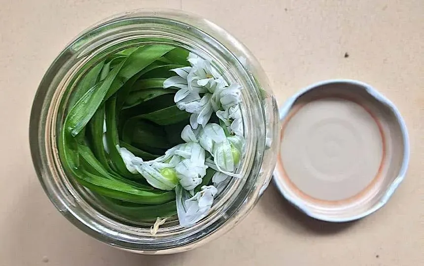 Fermented Onion Weed Recipe Pip Magazine Sustainability and