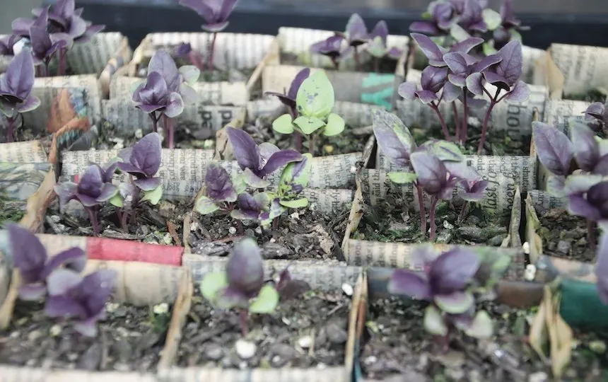 Faire des pots de semis de journaux