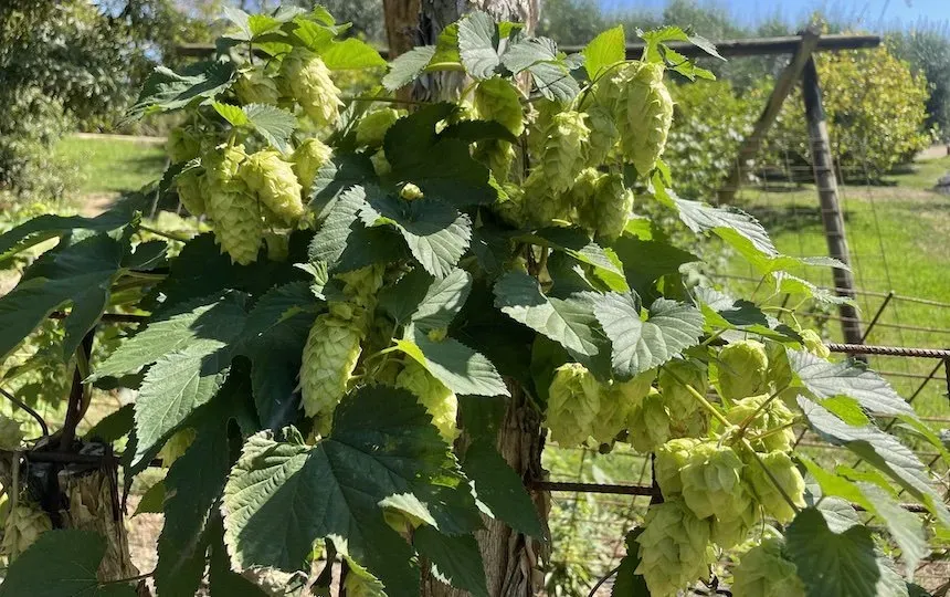 5 raisons de planter du houblon à la maison