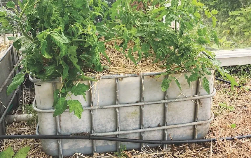 How To Make a DIY Wicking Bed Video Pip Magazine