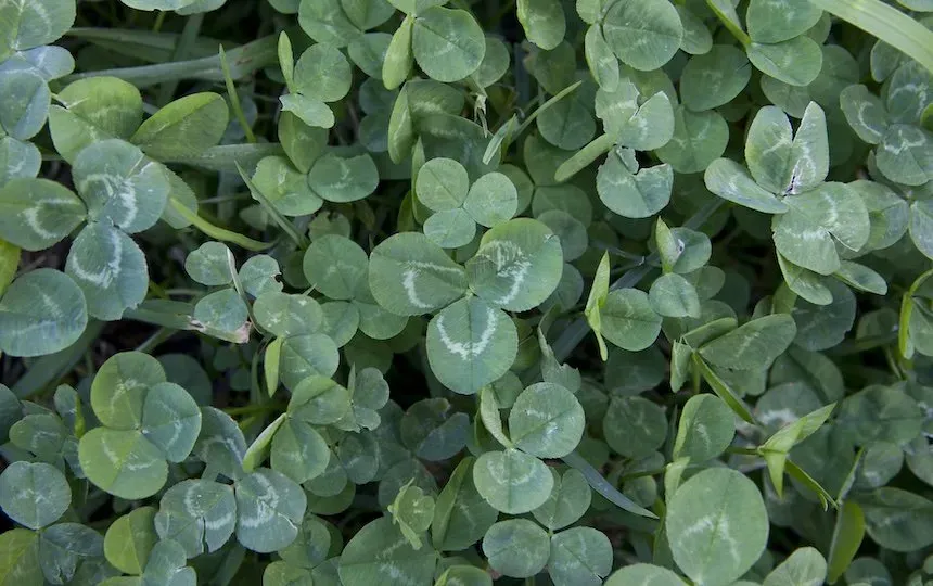 Edible Weeds- Nutritious & Free