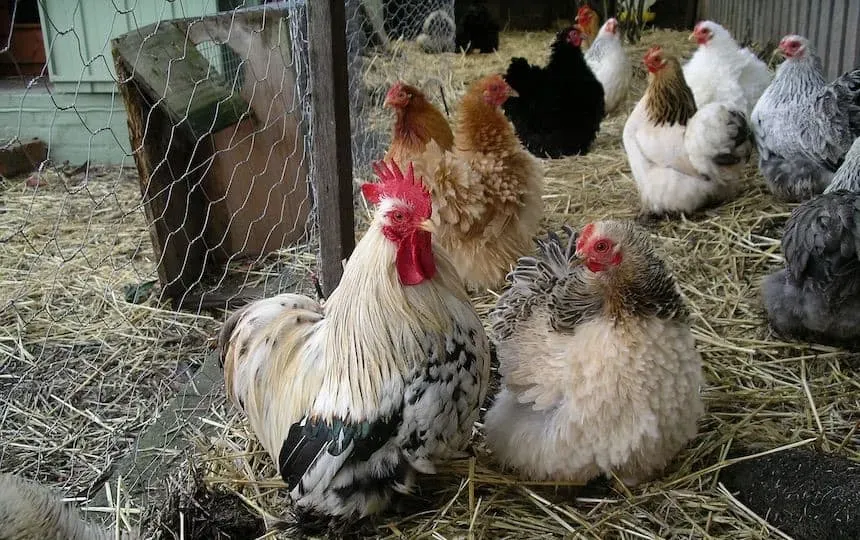 chickens