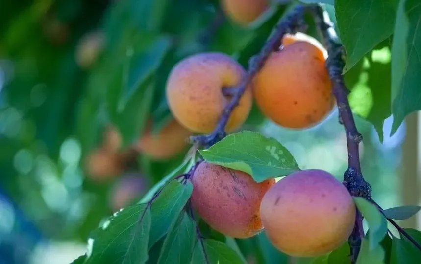 Apricot and Peach Fruit Wine Recipe Pip Magazine