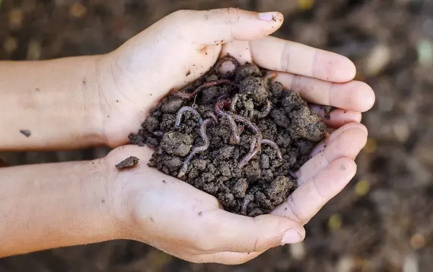 Build Your Own DIY Worm Tower