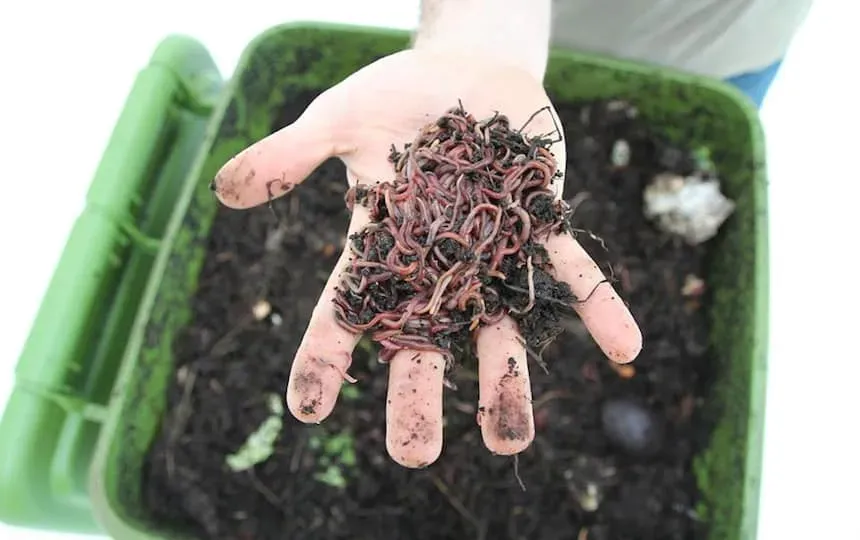 worm farm