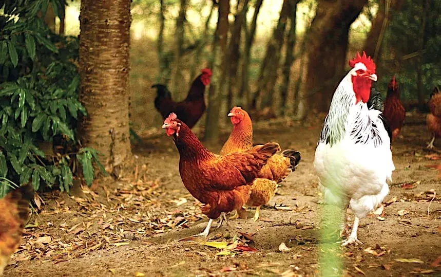 keeping chickens healthy