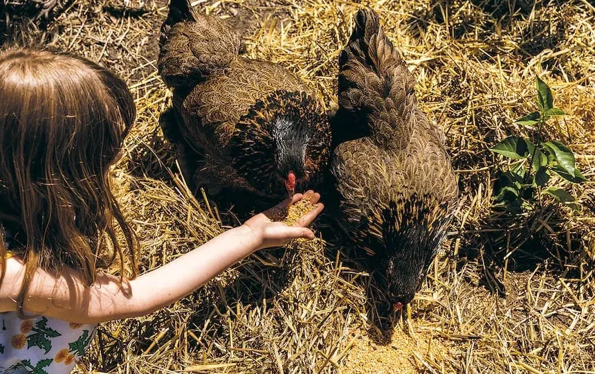feeding chooks