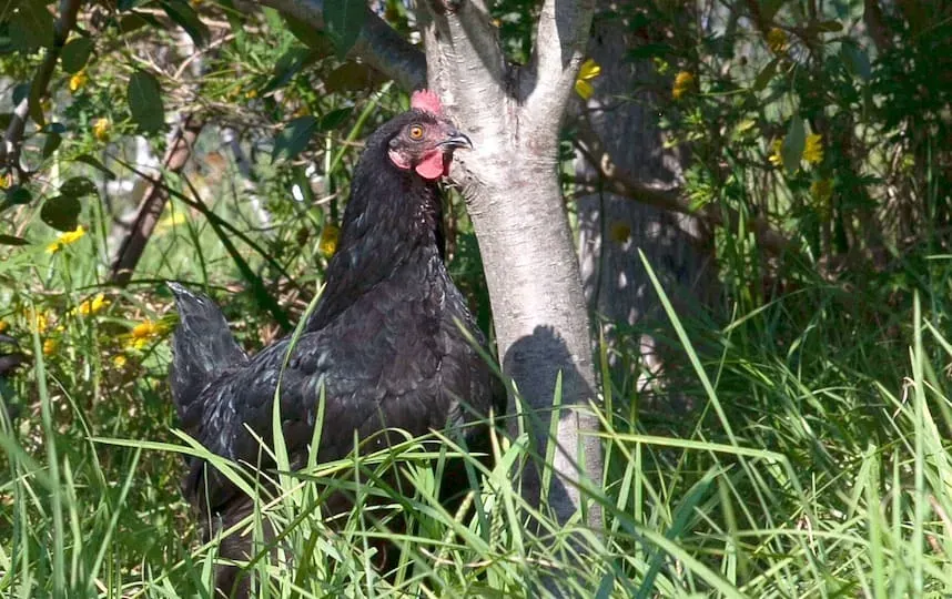 chicken in the veggie patch