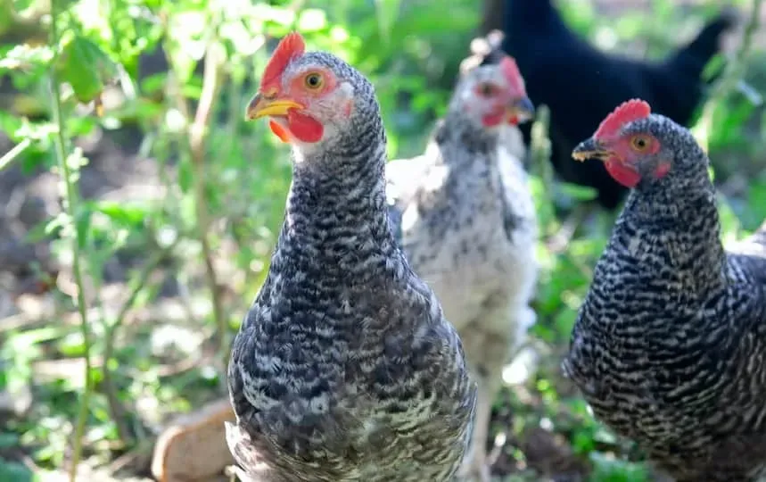 keeping chickens