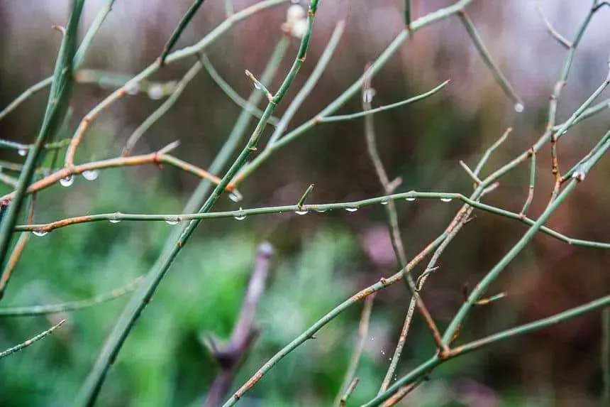 How To Build A Wetland Pip Magazine Sustainability and Permaculture