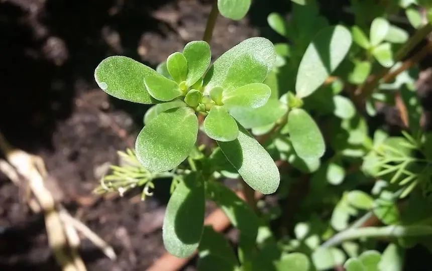 Pickled Purslane Recipe