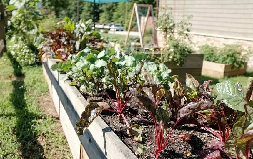 5 Ways to Practice Regenerative Agriculture At Home 3
