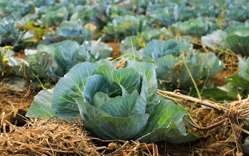 How To Help Support a Fair Food System
