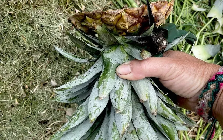 Growing Pineapples From Tops