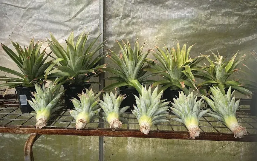 Growing Pineapples From Tops