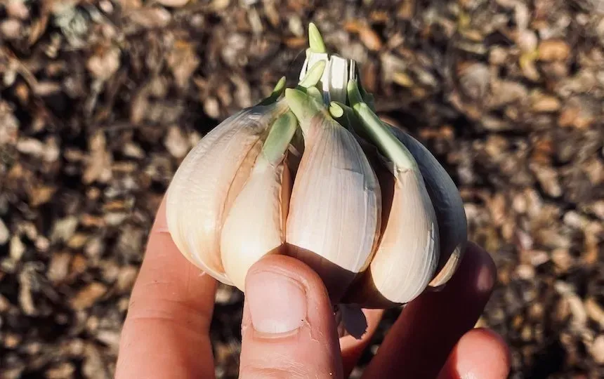 Composting garlic