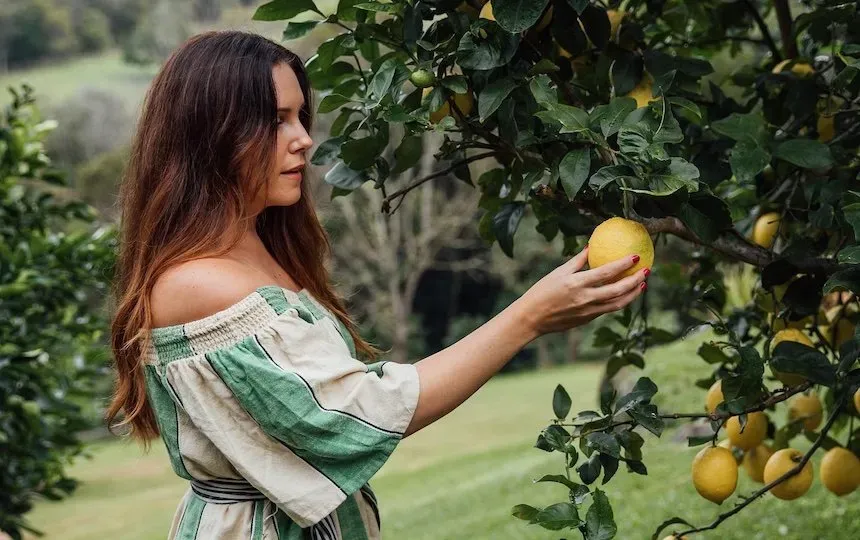 picking citrus off the tree