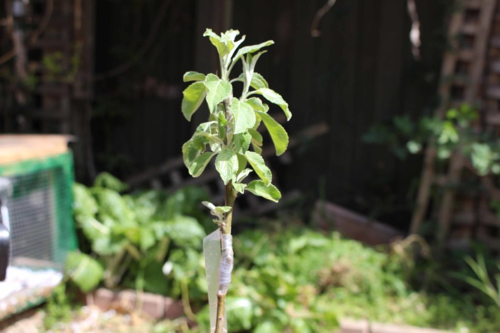 graft your own fruit trees for an ethical gift