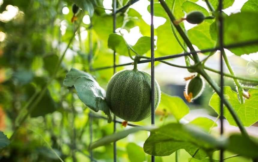 Fruit To Plant In Spring For Summer Harvests | Pip Magazine