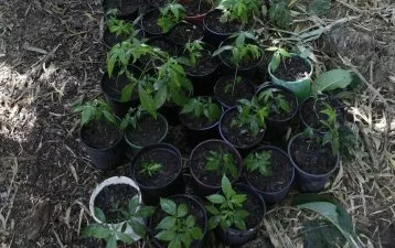 Growing Fruit Trees From Seed Pip Permaculture Magazine